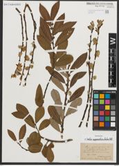 Foto von Salix appendiculata Vill.